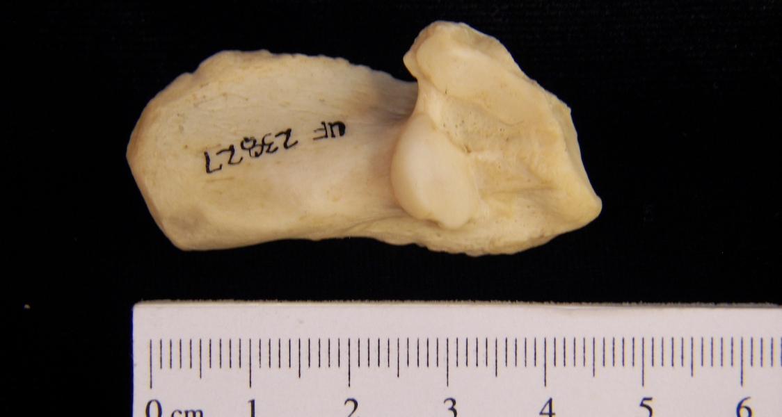 Superior View Right American Beaver Calcaneus