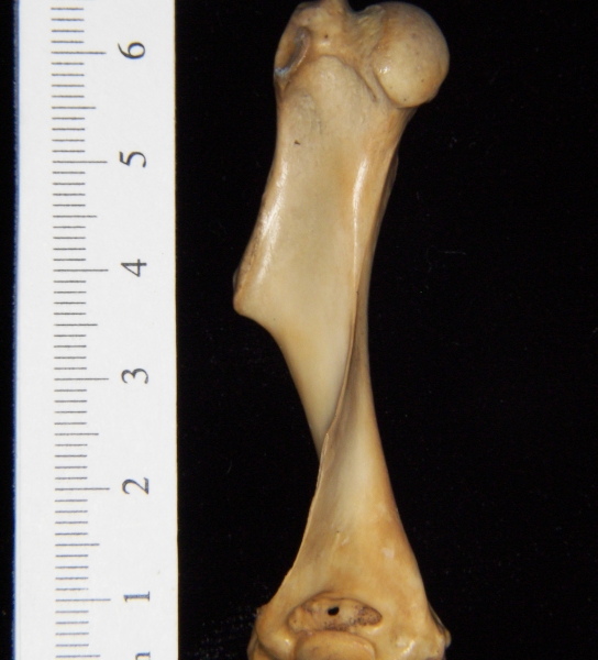 Armadillo (Dasypus novemcinctus) left humerus, posterior view
