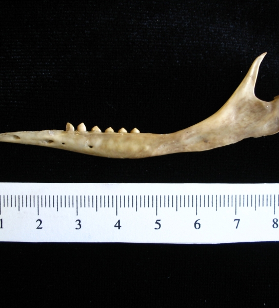 Armadillo (Dasypus novemcinctus) left mandible