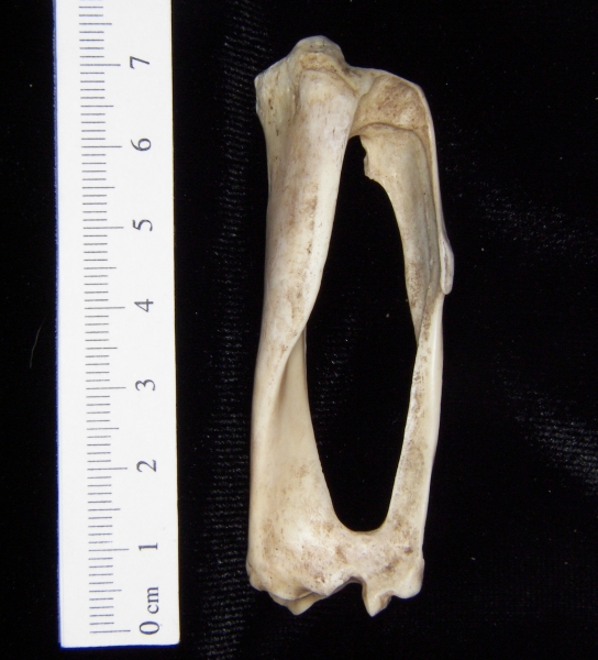 Armadillo (Dasypus novemcinctus) left tibia and fibular, anterior view