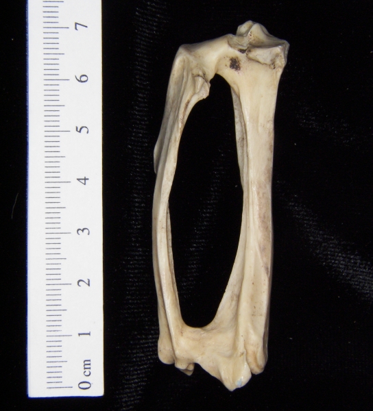Armadillo (Dasypus novemcinctus) left tibia and fibula, posterior view