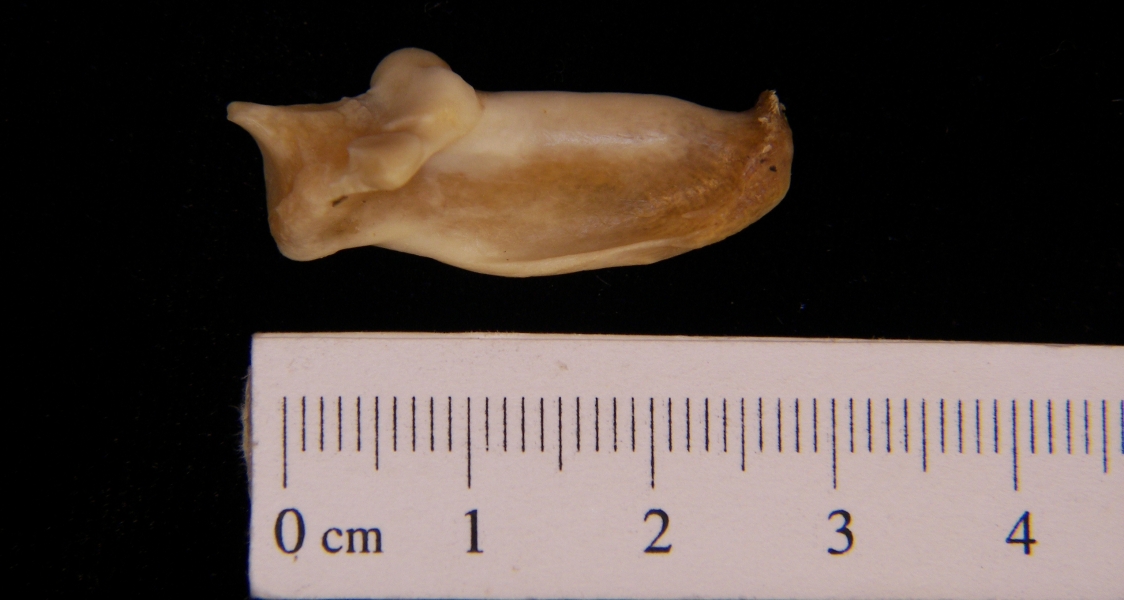 Medial View Right Armadillo Calcaneus