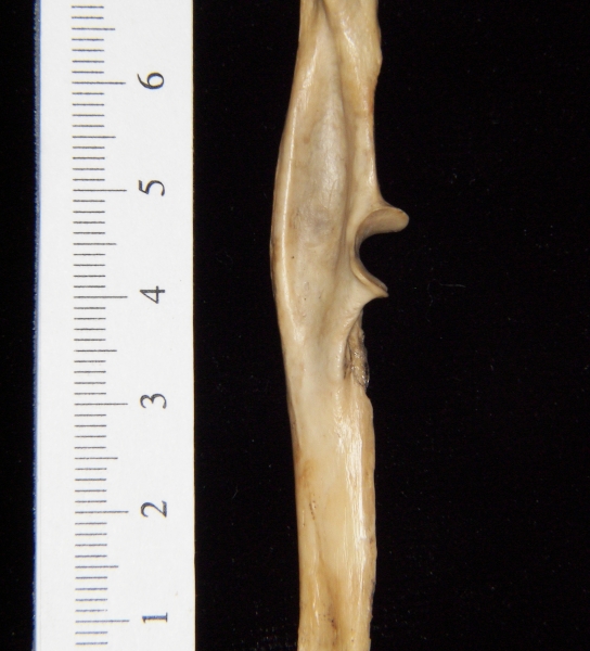 Armadillo (Dasypus novemcinctus) left ulna, medial view
