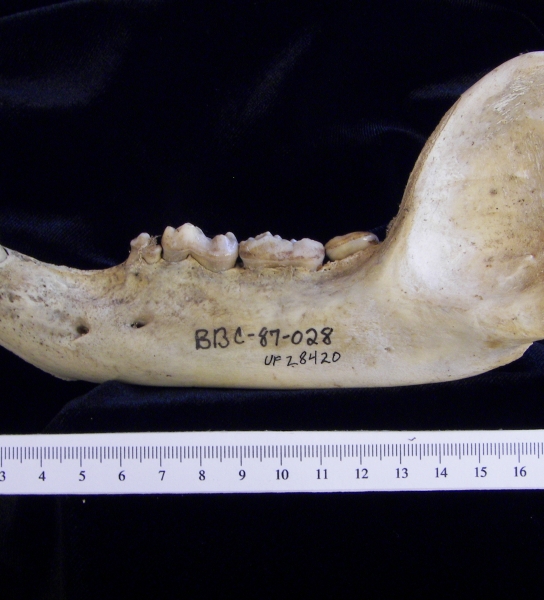 Lateral View Black Bear Mandible