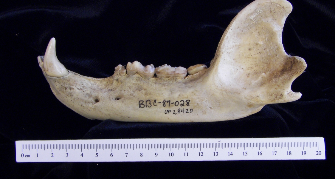 Lateral View Black Bear Mandible