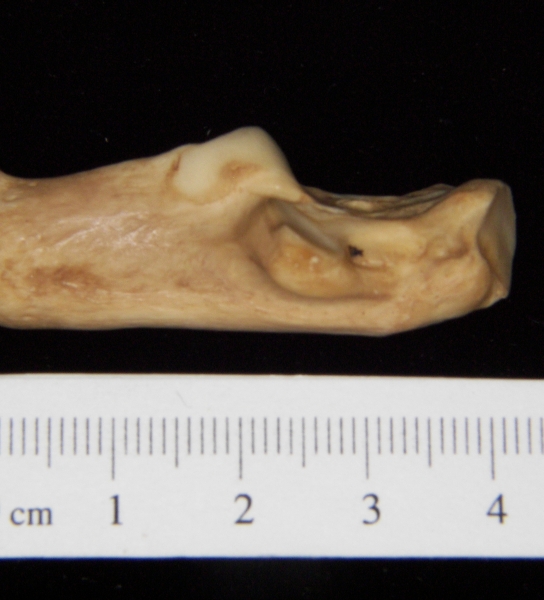 Medial View Left Bobcat Calcaneus