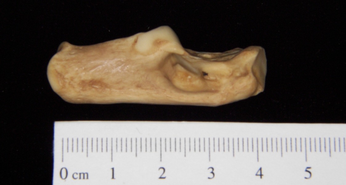 Medial View Left Bobcat Calcaneus