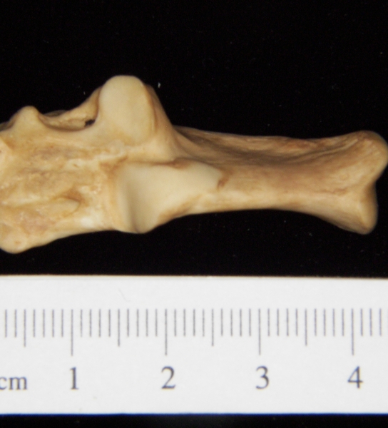 Superior View Left Bobcat Calcaneus