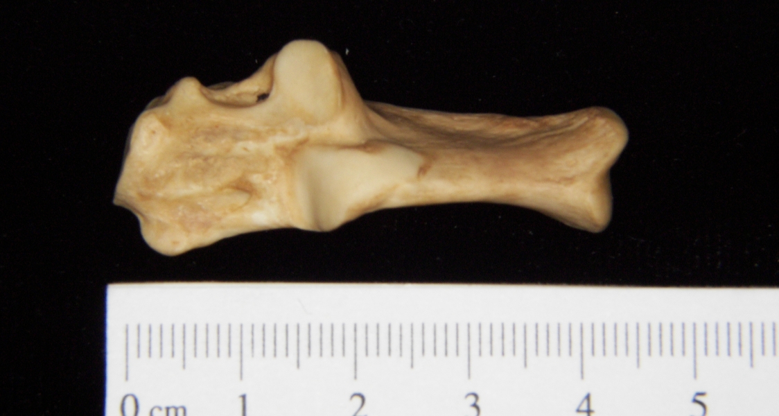 Superior View Left Bobcat Calcaneus