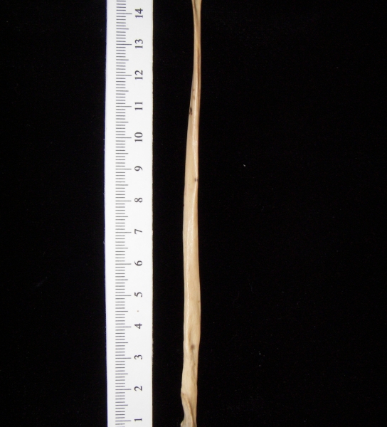 Bobcat (Lynx rufus) left fibula, lateral view
