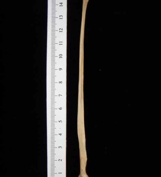 Bobcat (Lynx rufus) left fibula, medial view