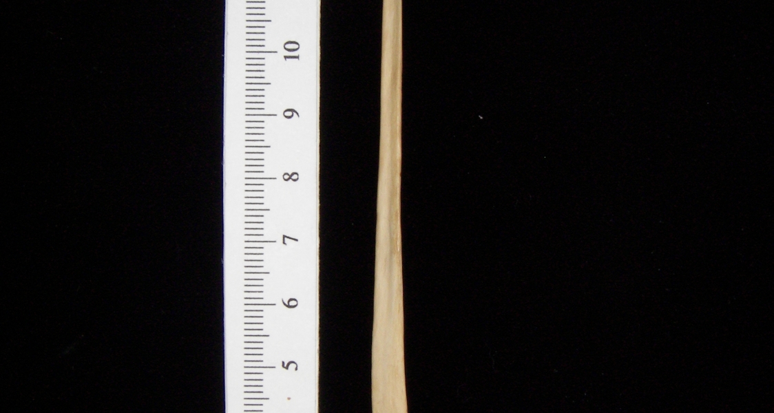 Bobcat (Lynx rufus) left fibula, medial view