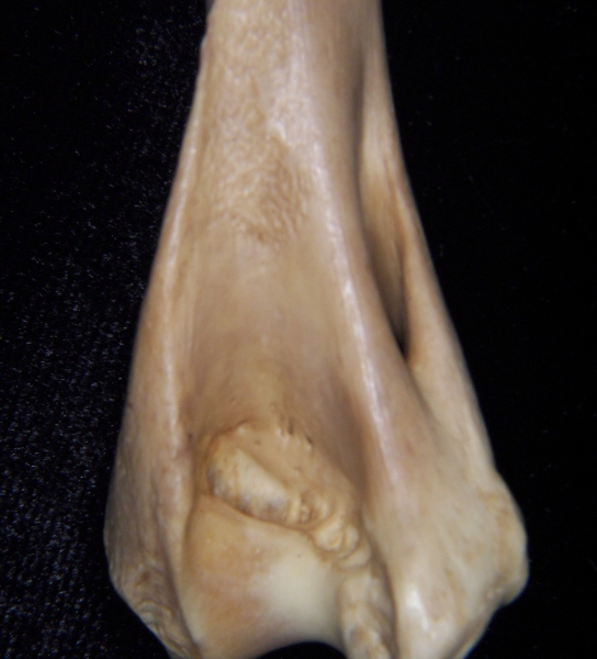 Bobcat (Lynx rufus) left humerus, distal view 3