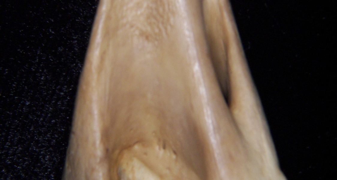 Bobcat (Lynx rufus) left humerus, distal view 3