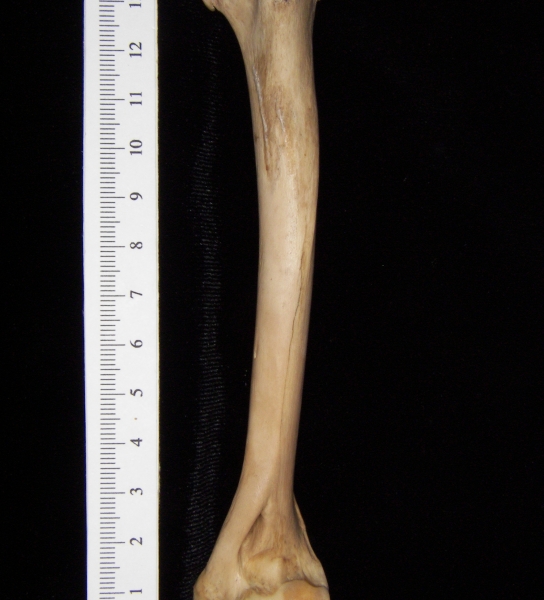 Bobcat (Lynx rufus) left humerus, lateral view