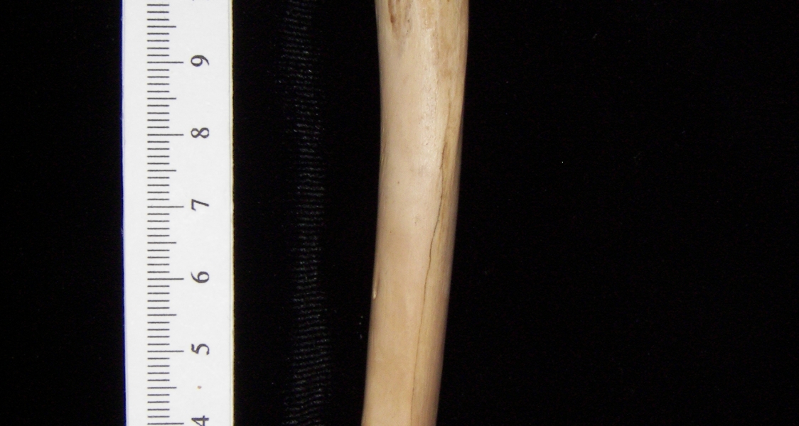 Bobcat (Lynx rufus) left humerus, lateral view