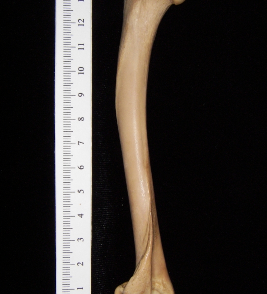 Bobcat (Lynx rufus) left humerus