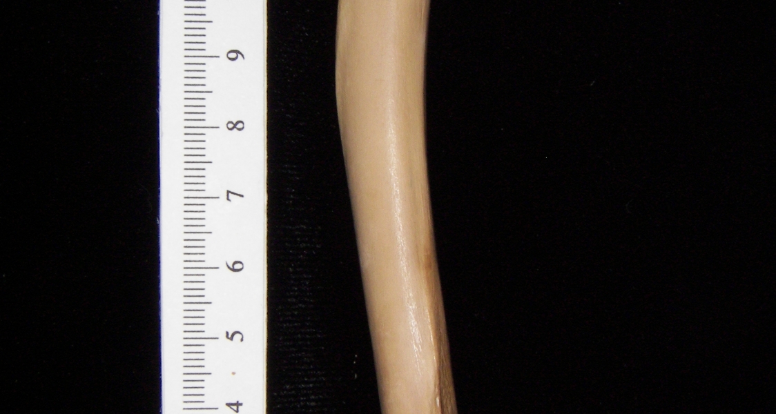 Bobcat (Lynx rufus) left humerus