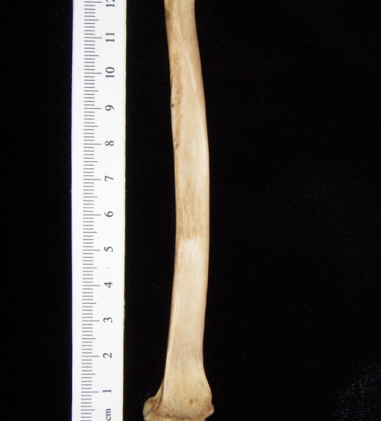 Bobcat (Lynx rufus) left radius, anterior view