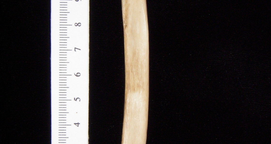 Bobcat (Lynx rufus) left radius, anterior view