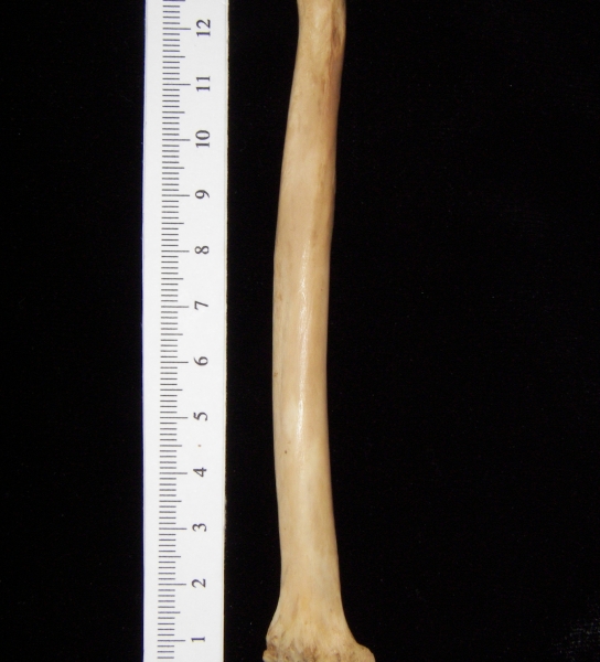Bobcat (Lynx rufus) left radius, posterior view