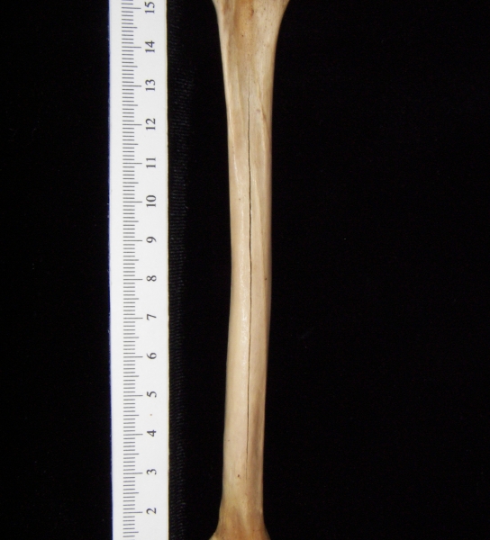 Bobcat (Lynx rufus) left tibia, posterior view