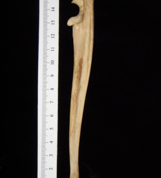 Bobcat (Lynx rufus) left ulna, lateral view