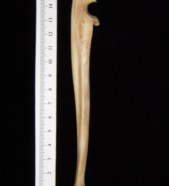Bobcat (Lynx rufus) left ulna, medial view