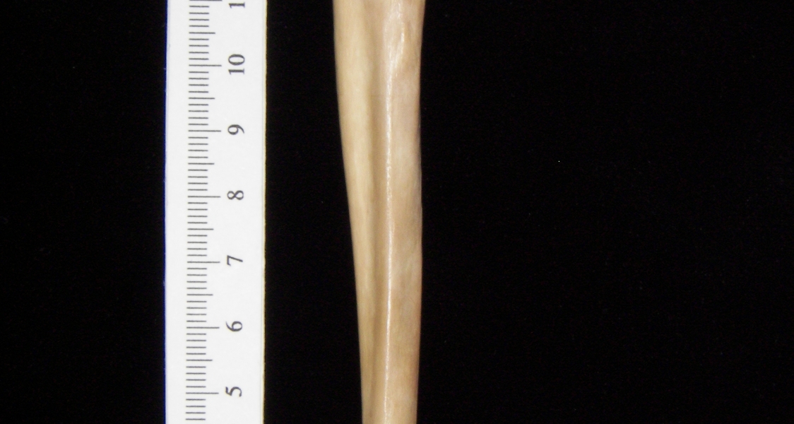 Bobcat (Lynx rufus) left ulna, medial view
