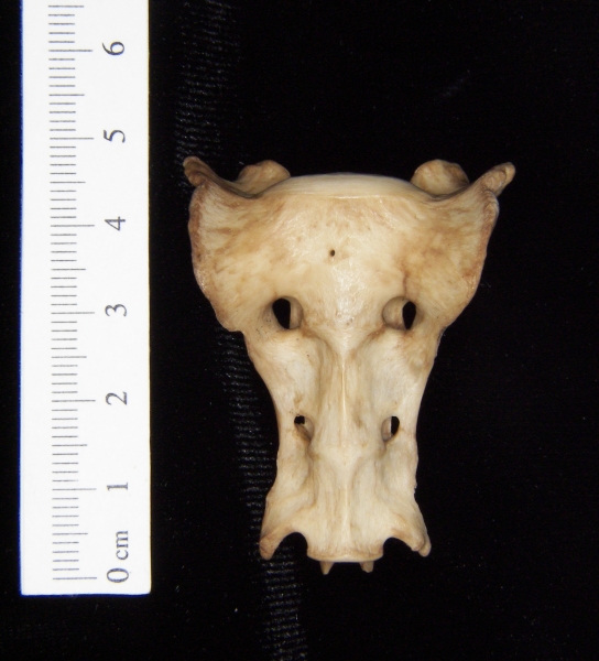 Anterior View Bobcat Sacrum