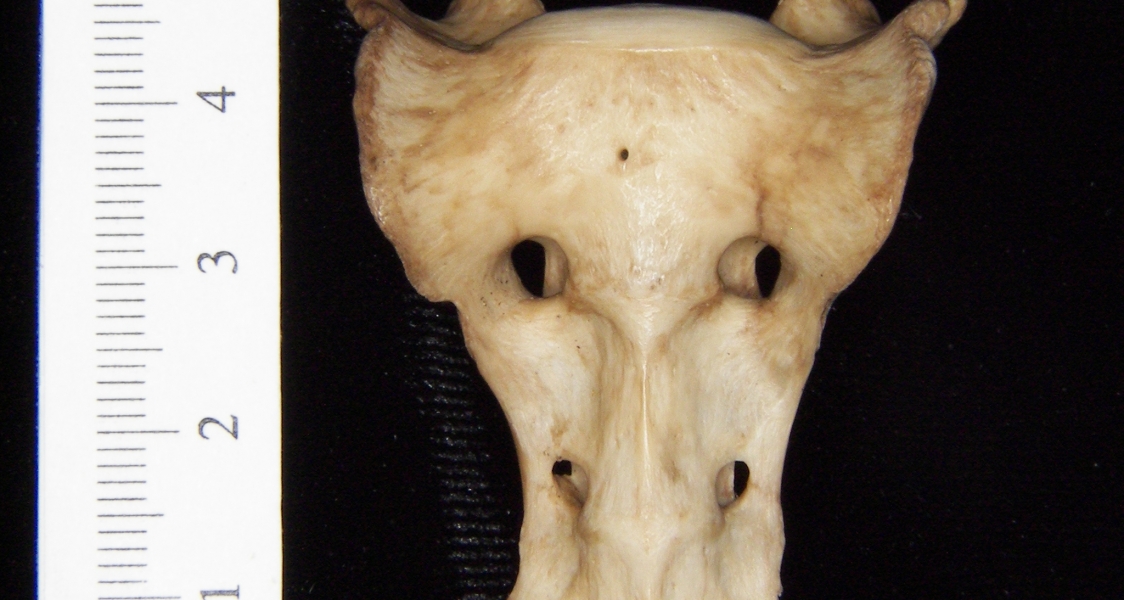 Anterior View Bobcat Sacrum