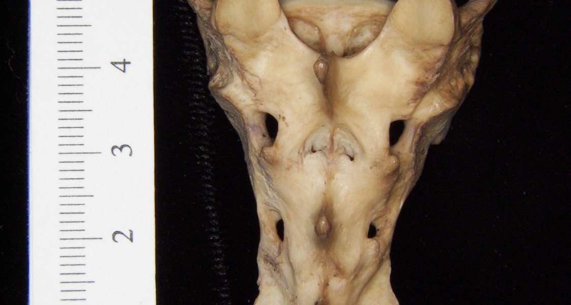 Posterior View Bobcat Sacrum