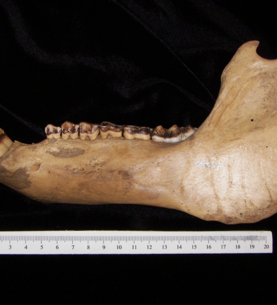 Lateral View Wild Boar Mandible