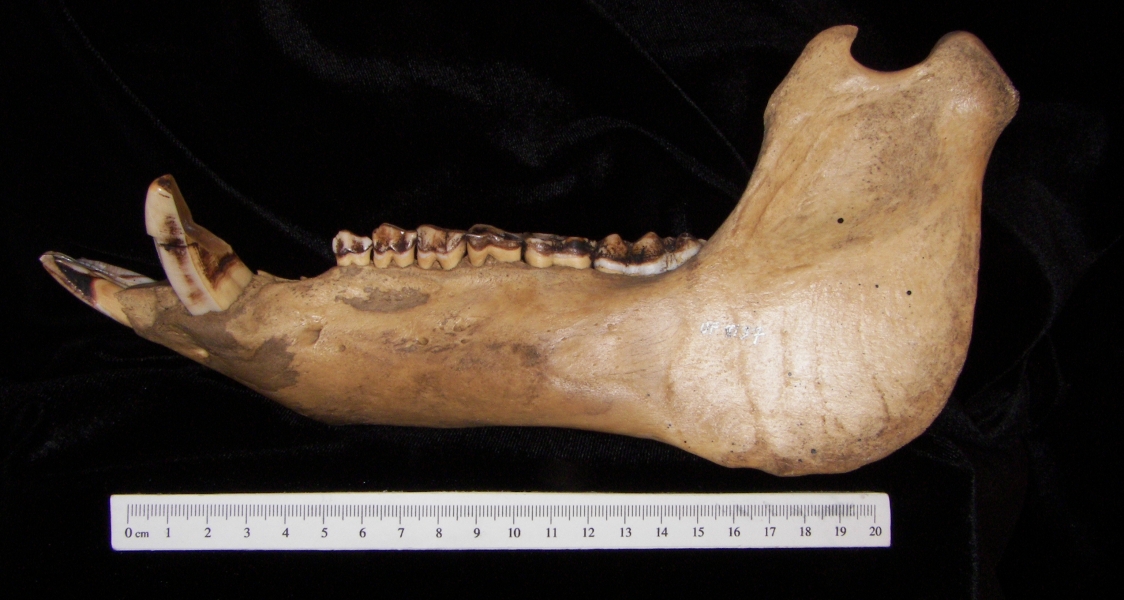 Lateral View Wild Boar Mandible
