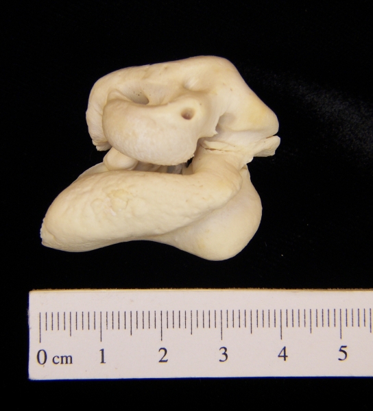 Bottlenose dolphin (Tursiops truncatus) auditory periotic-bulla view 2
