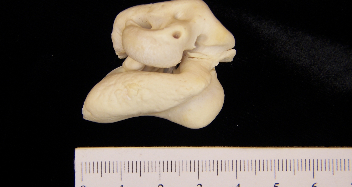 Bottlenose dolphin (Tursiops truncatus) auditory periotic-bulla view 2
