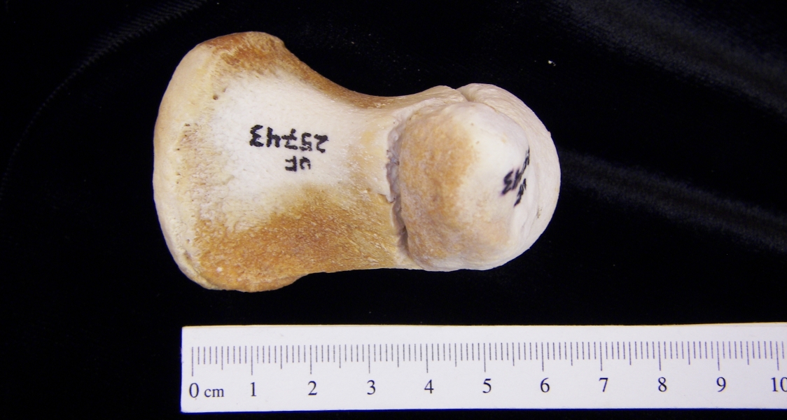Bottlenose dolphin (Tursiops truncatus) humerus, view 2