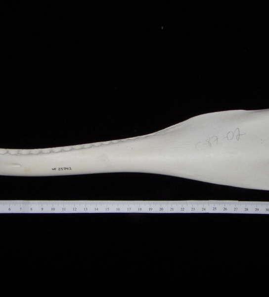 Bottlenose dolphin (Tursiops truncatus) left mandible, lateral view