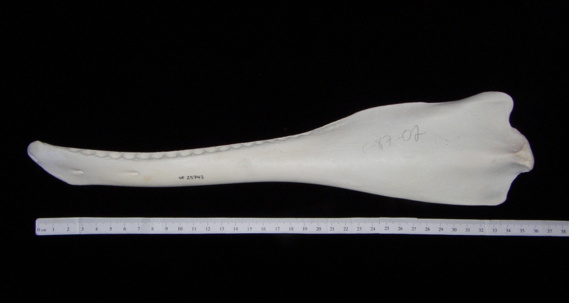 Bottlenose dolphin (Tursiops truncatus) left mandible, lateral view
