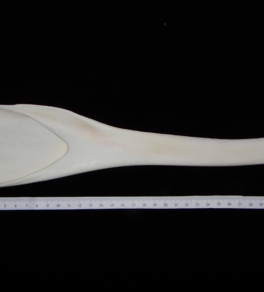 Bottlenose dolphin (Tursiops truncatus) left mandible, medial view