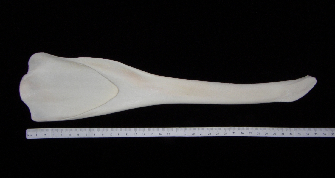 Bottlenose dolphin (Tursiops truncatus) left mandible, medial view