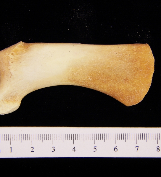 Bottlenose dolphin (Tursiops truncatus) ulna