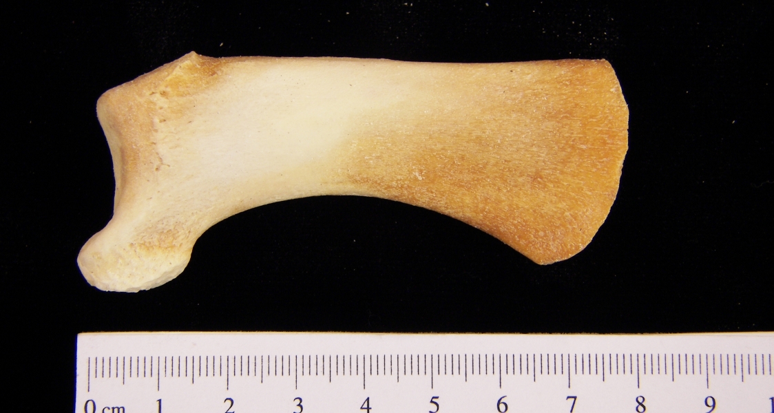 Bottlenose dolphin (Tursiops truncatus) ulna