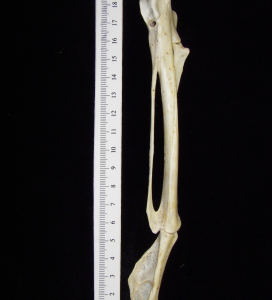 Brown pelican (Pelecanus occidentalis) carpometacarpus and 1st phalanx