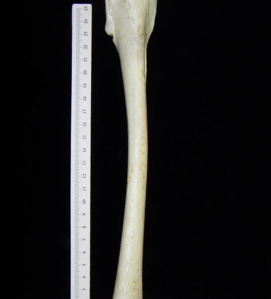 Brown pelican (Pelecanus occidentalis) right humerus