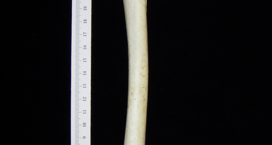 Brown pelican (Pelecanus occidentalis) right humerus