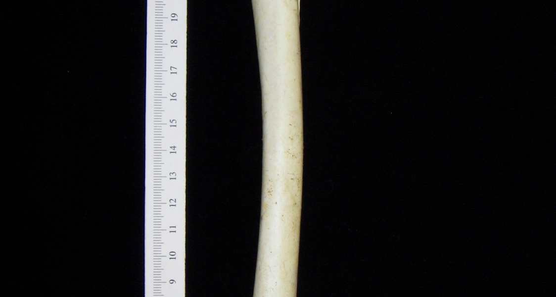 Brown pelican (Pelecanus occidentalis) right humerus