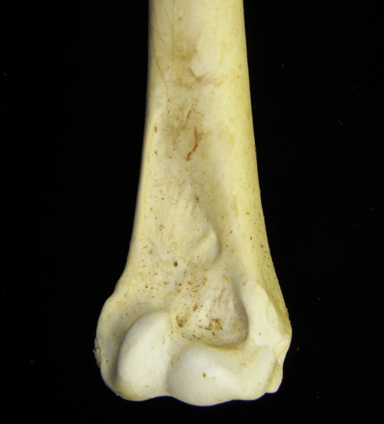 Brown pelican (Pelecanus occidentalis) right humerus, distal