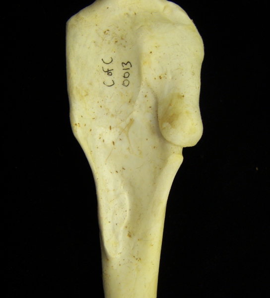 Brown pelican (Pelecanus occidentalis) right humerus, proximal view