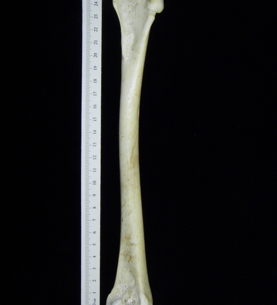 Brown pelican (Pelecanus occidentalis) right humerus, view 2